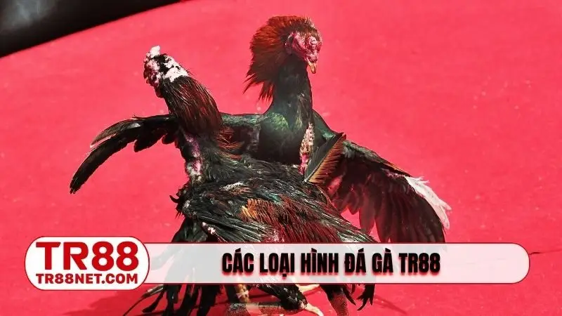 Các loại hình đá gà TR88 đầy đủ, đa dạng
