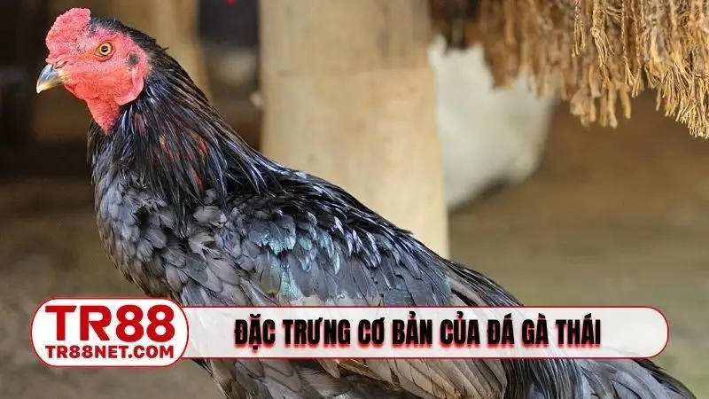 Đặc trưng cơ bản của đá gà Thái