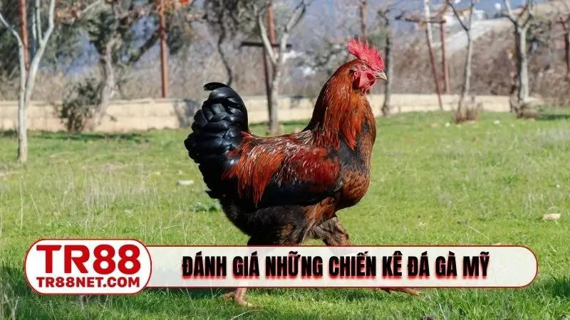 Đánh giá những chiến kê đá gà Mỹ cực khủng