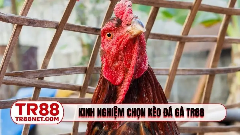 Kinh nghiệm chọn kèo đá gà TR88 hiệu quả