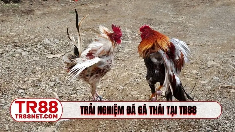 Trải nghiệm đá gà Thái tại nền tảng chuyên nghiệp TR88